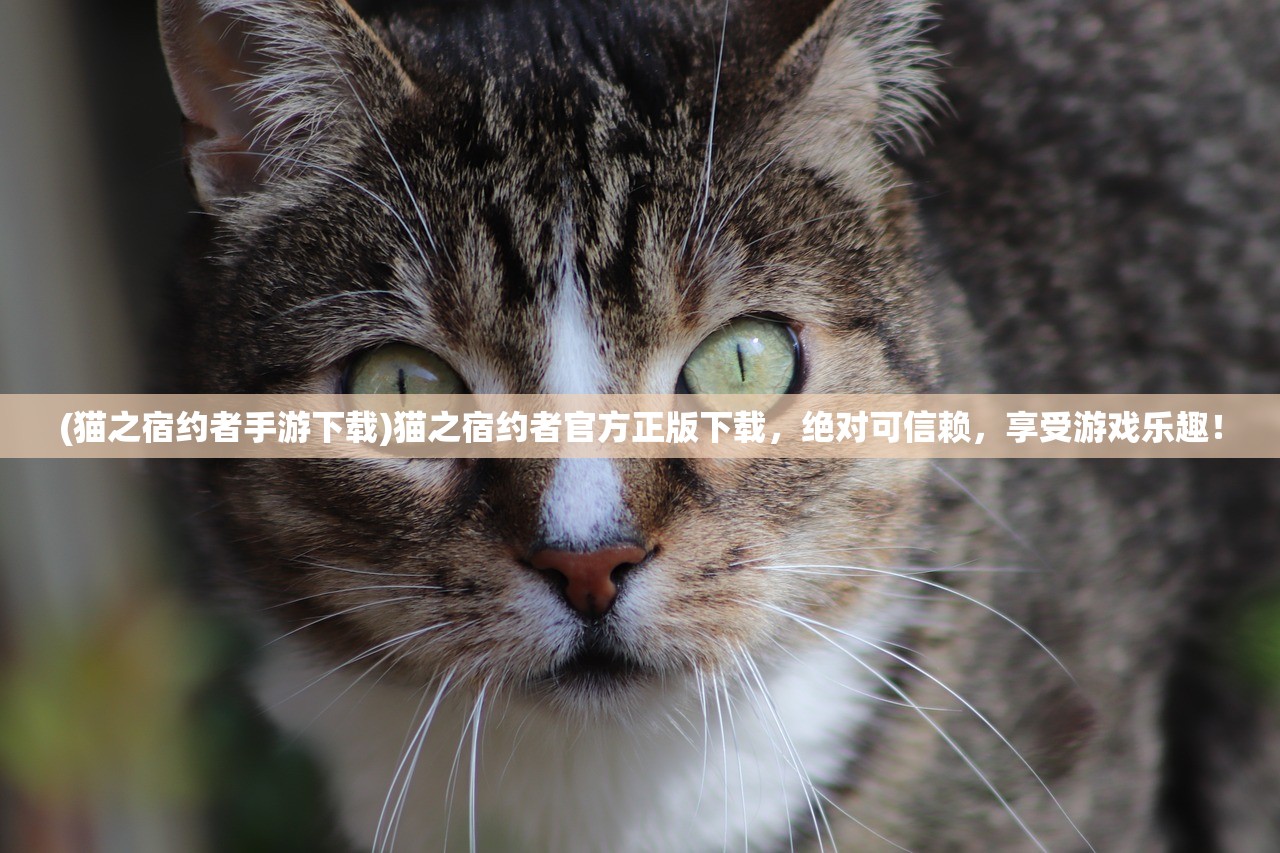 (奇迹mu手机版哪个最好比较平民)奇迹MU手机版哪个最好,深度分析与多元评价 (奇迹mu手机版哪个最好比较平民)奇迹MU手机版哪个最好,深度分析与多元评价