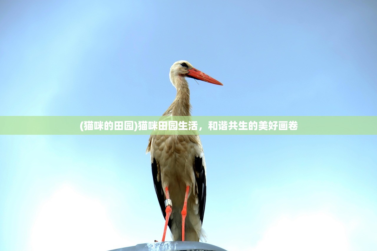 (苍穹上的轰鸣声什么意思)苍穹之上的轰鸣声,探索未知的天际交响 (苍穹上的轰鸣声什么意思)苍穹之上的轰鸣声,探索未知的天际交响