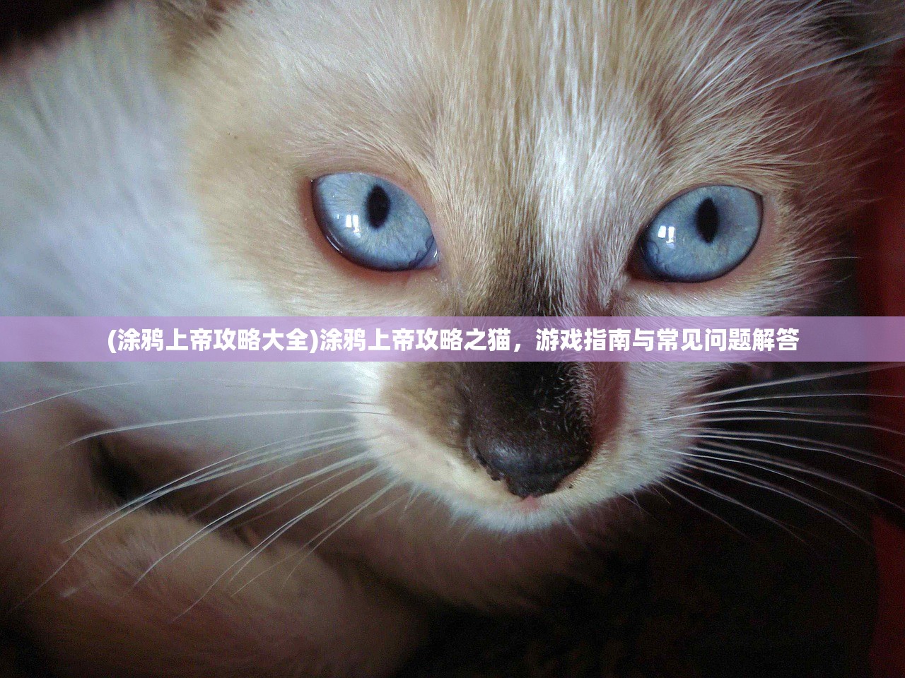(涂鸦上帝攻略大全)涂鸦上帝攻略之猫，游戏指南与常见问题解答