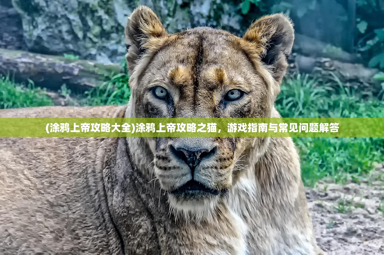 (涂鸦上帝攻略大全)涂鸦上帝攻略之猫，游戏指南与常见问题解答