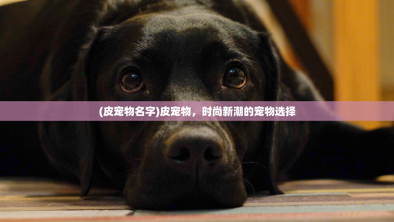 (皮宠物名字)皮宠物,时尚新潮的宠物选择 (皮宠物名字)皮宠物,时尚新潮的宠物选择