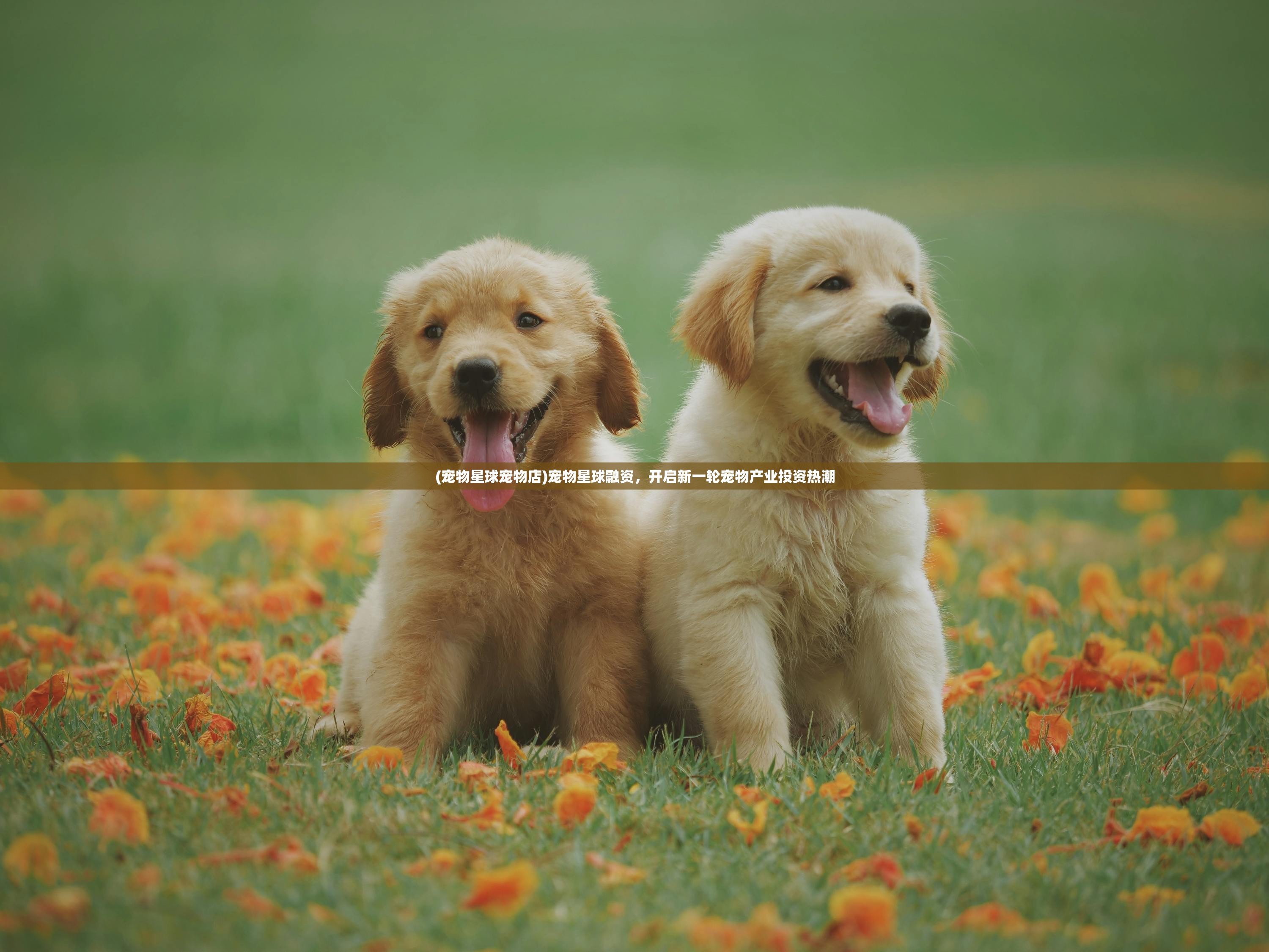 (女装山脉全结局攻略)女装山脉攻略详细结局及常见问题解答